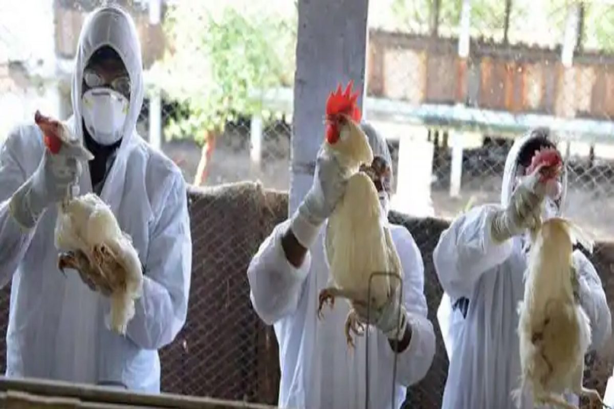 याठिकाणी पक्ष्यांमध्ये वाढतोय Avian flu, 13 लाख पाखरांची कत्तल करणार सरकार
