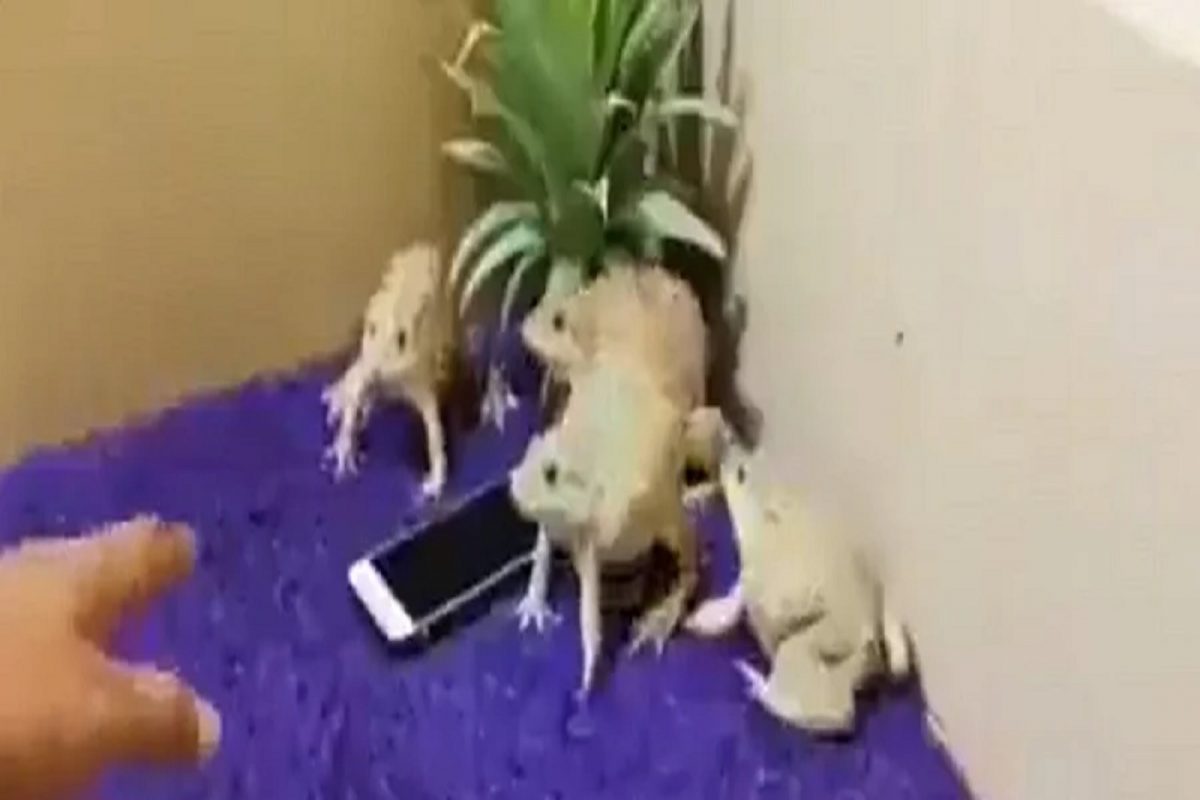 असे गार्ड तर शोधूनही सापडणार नाहीत; पाहा बेडकांचा हा भन्नाट VIDEO