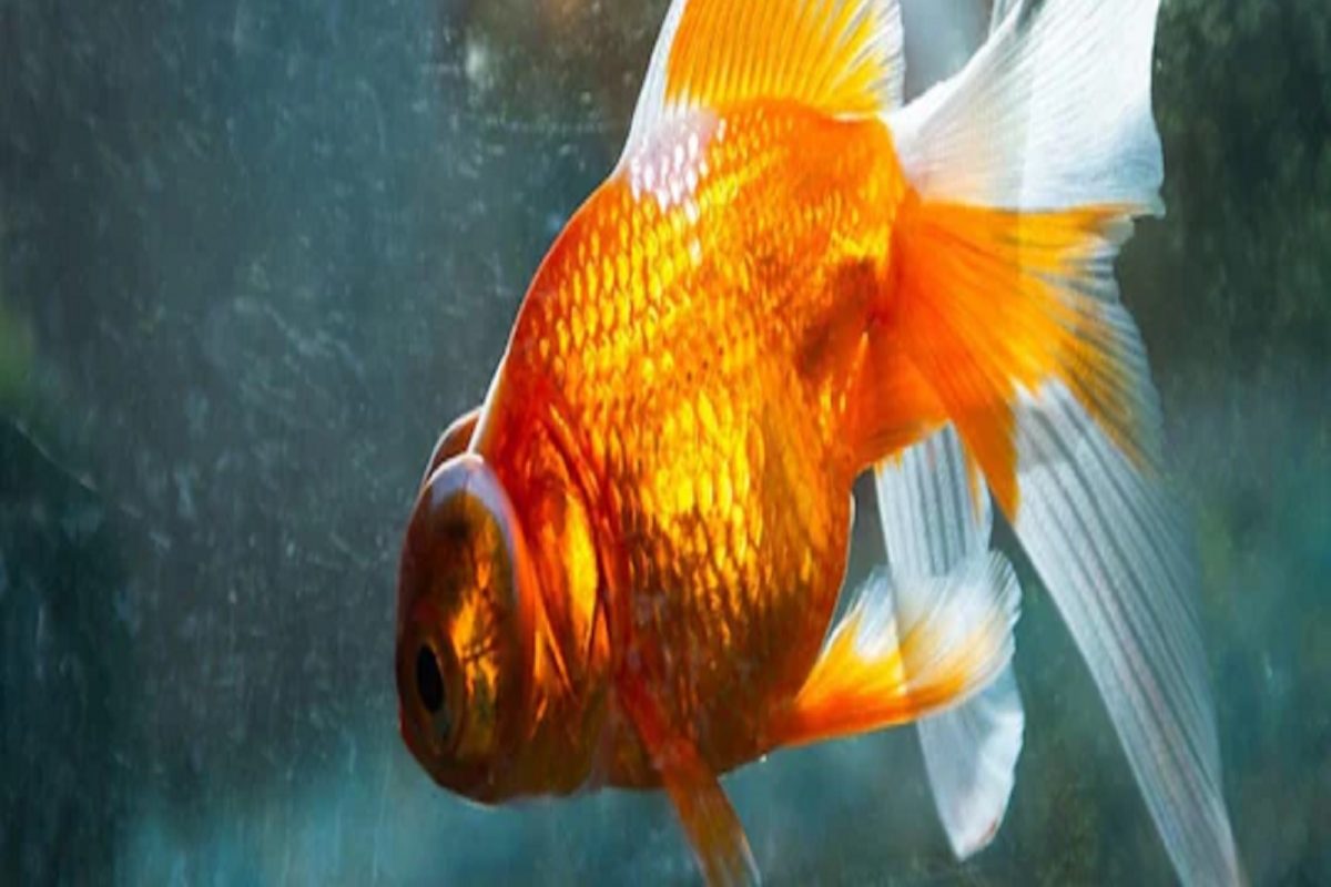 कमालच झाली! चक्क माशाने केली Driving; विश्वास बसत नाही तर पाहा हा VIDEO