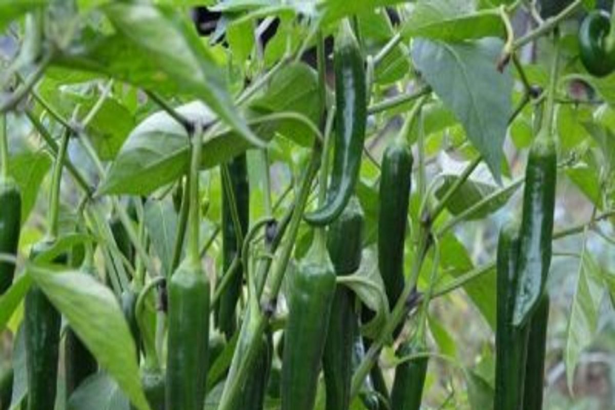 Green Chilli: हिरवी मिरचीही खायला हवी.. कारण आरोग्यासाठी फायदेही आहेत तितकेच झणझणीत
