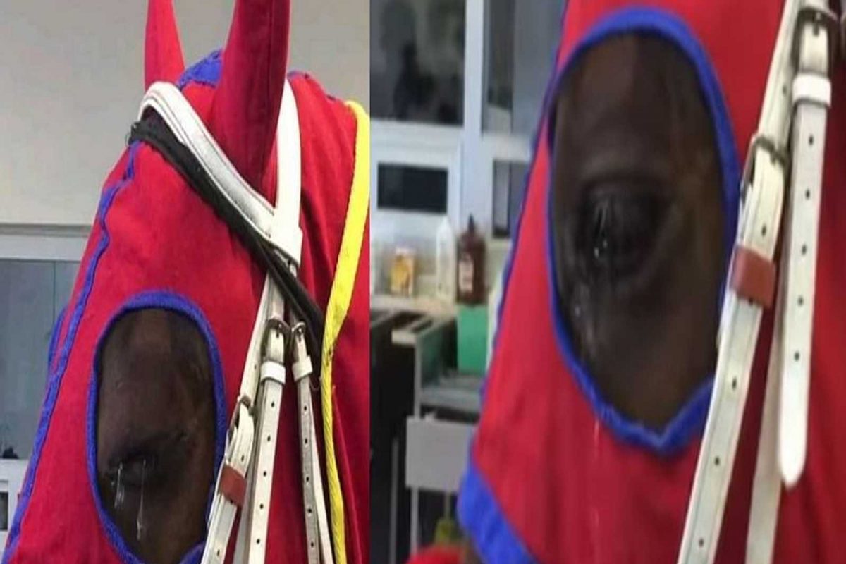 रडणाऱ्या घोड्याचा VIDEO Viral, डोळ्यातले अश्रू बघून नेटिझन्स इमोशनल!