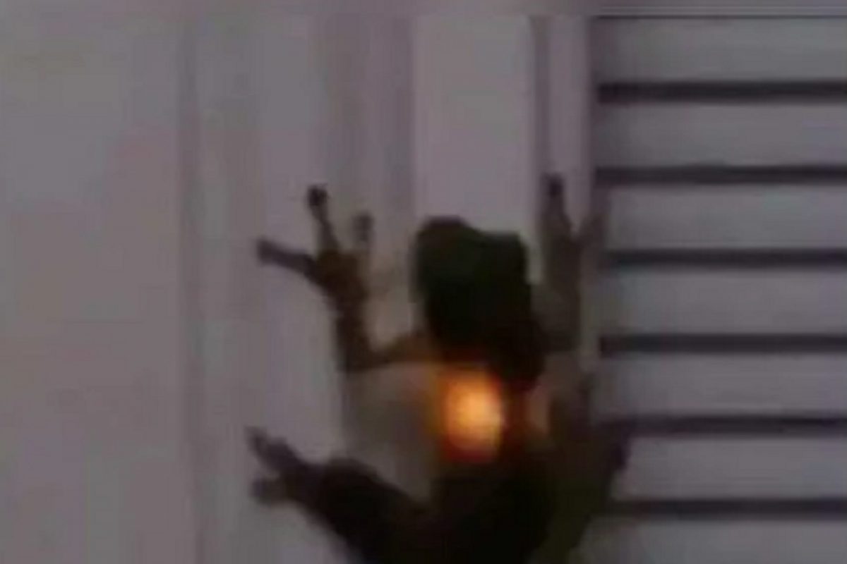 OMG! हे कसं शक्य आहे? जिवंत बेडकाच्या पोटात पेटते लाइट; VIDEO VIRAL