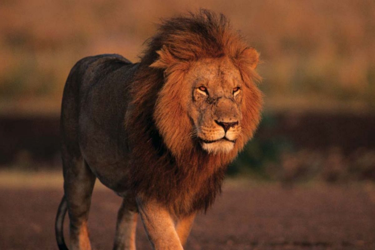 जगातले सर्वांत जास्त सिंह आफ्रिकेत आहेत.