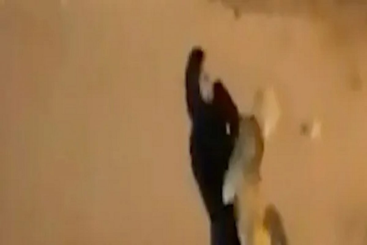 Shocking! कुत्रा-मांजरासारखं चक्क खतरनाक सिंहाला महिलेने आपल्या कुशीत घेतलं आणि...; CCTV कॅमेऱ्यात कैद झालं भयानक दृश्य