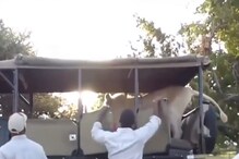 अरे बापरे! जंगल सफारीवेळी पर्यटकांच्या गाडीतच घुसला सिंह; थरकाप उडवणारा VIDEO