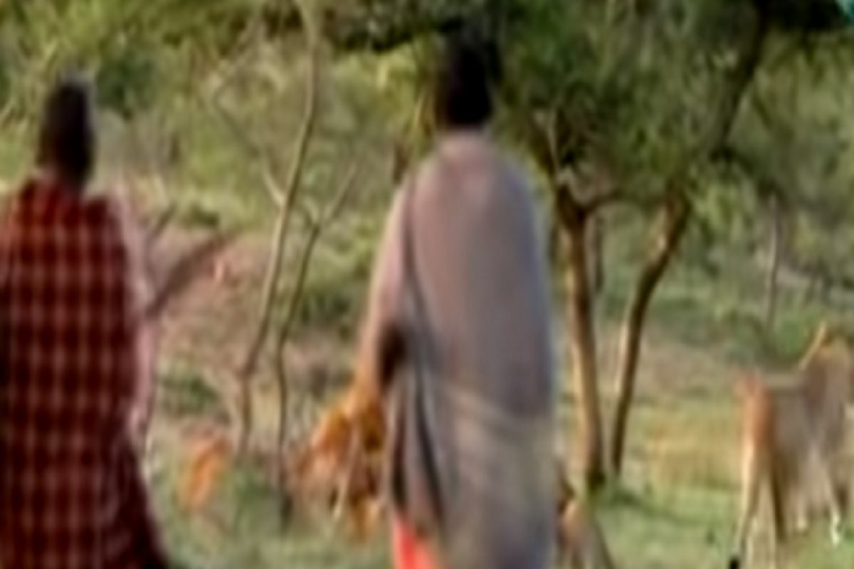 अविश्वसनीय VIDEO! माणसांसमोर जंगलाचा राजाही थरथर कापू लागला, पाहताच सिंहांनी ठोकली धूम