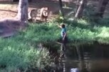 बापरे! चक्क 2 सिंहांसमोर छाती ताणत लढायला गेला तरुण आणि...; थरकाप उडवणारा VIDEO