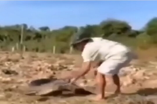 Shocking! चक्क मगरीसोबत मस्ती करायला गेला; व्यक्तीची काय भयंकर अवस्था झाली पाहा VIDEO