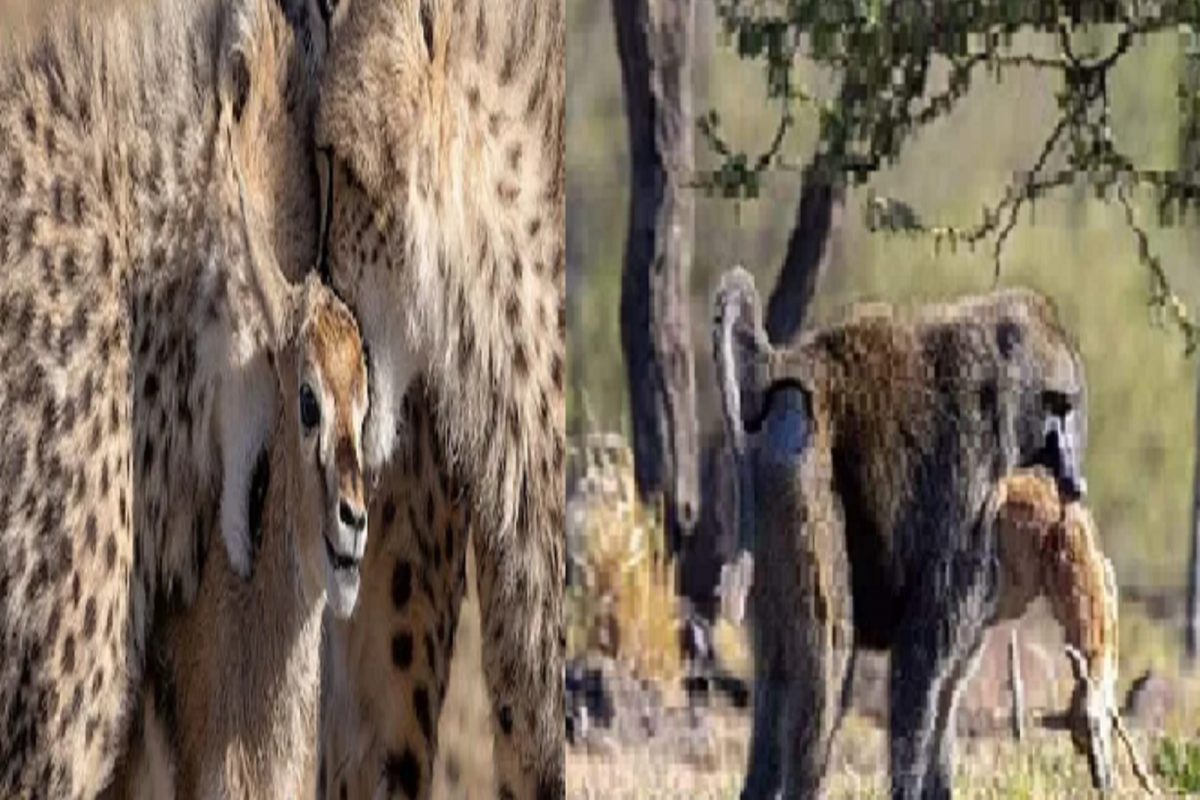 खतरनाक! एका शिकारीसाठी तीन-तीन चित्त्यांशी भिडलं एकटं माकड; VIDEO चा शेवट पाहून विश्वास बसणार नाही