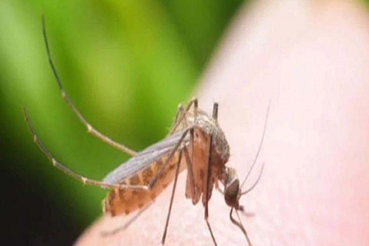 डोक्यावर का घोंघावत असतात डास, अखेर मिळालं प्रश्नाचं उत्तर