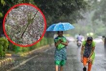 नागपुरात अवकाळी पावसासह गारपिटीचा तडाखा, पुढील 2 तासात या जिल्ह्यांत बरसणार सरी नागपुरात अवकाळी पावसासह गारपिटीचा तडाखा, पुढील 2 तासात या जिल्ह्यांत बरसणार सरी