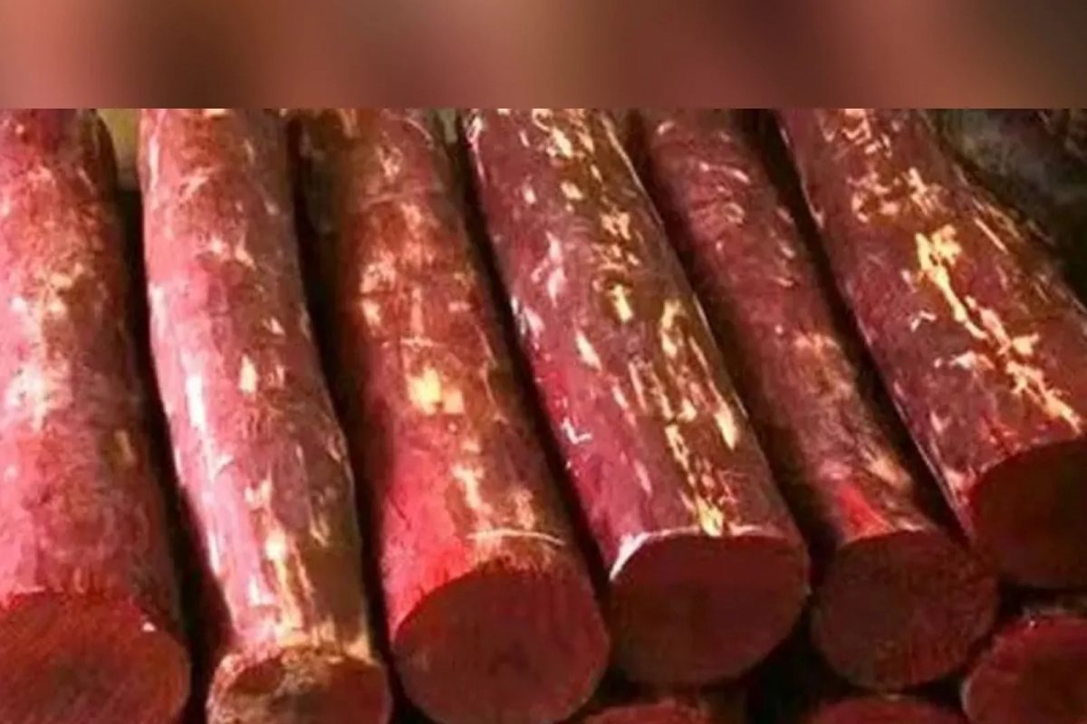 रिअल लाइफ Pushpa गजाआड! रक्तचंदनाची तस्करी करणारे 55 मजुर आणि 3 तस्कर अटकेत