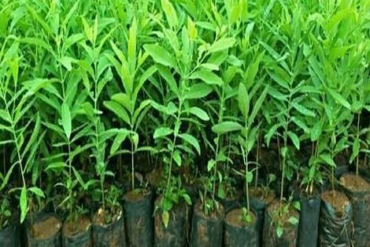 प्रातिनिधिक फोटो
