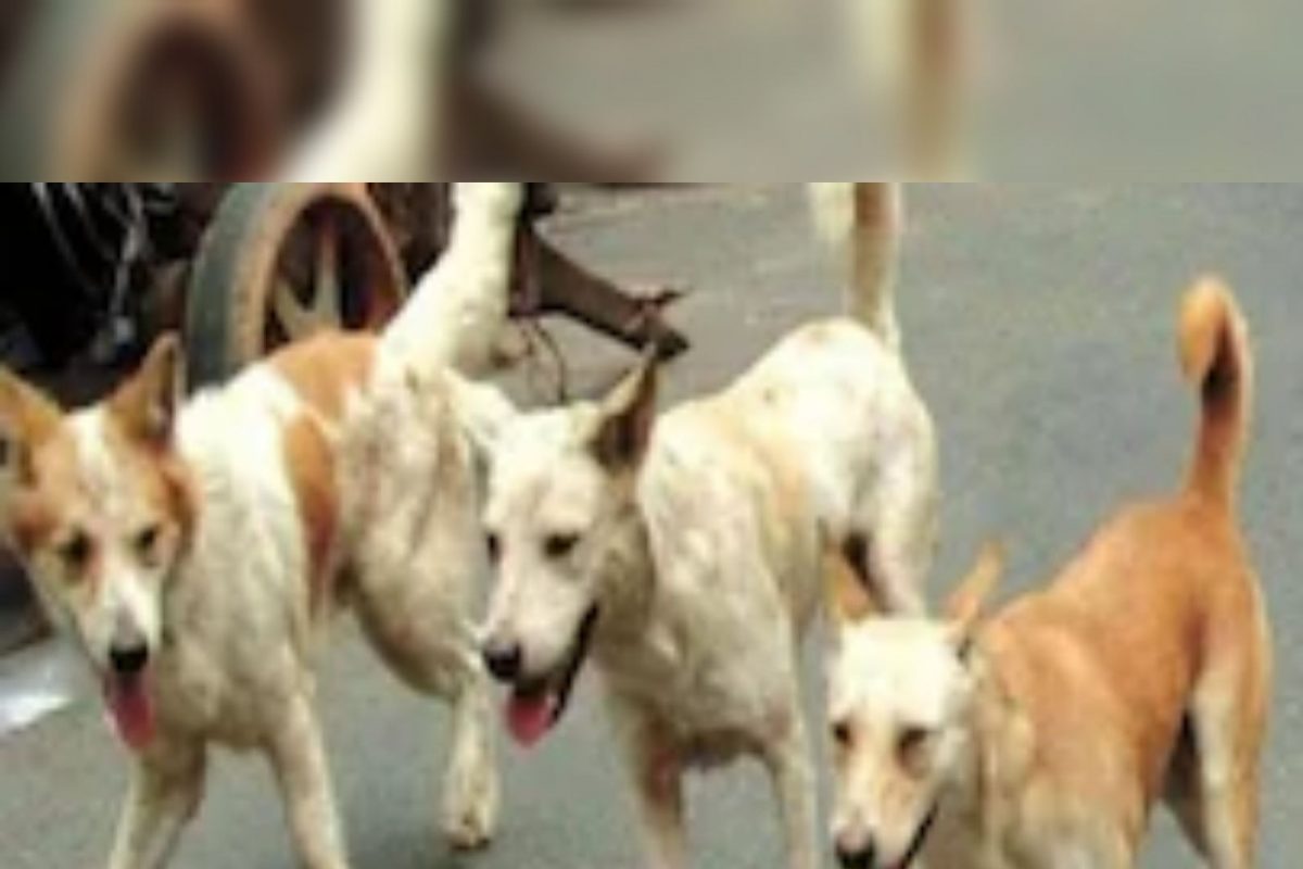 कल्याण: भटक्या कुत्र्यांच्या टोळीनं 4 वर्षीय मुलाचे तोडले लचके; 18 ठिकाणी चावा घेत केलं रक्तबंबाळ