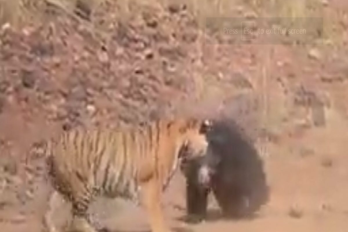 अस्वलाची शिकार करायला गेला वाघ; तुम्ही विचारही केला नसेल असा झाला शेवट; पाहा VIDEO