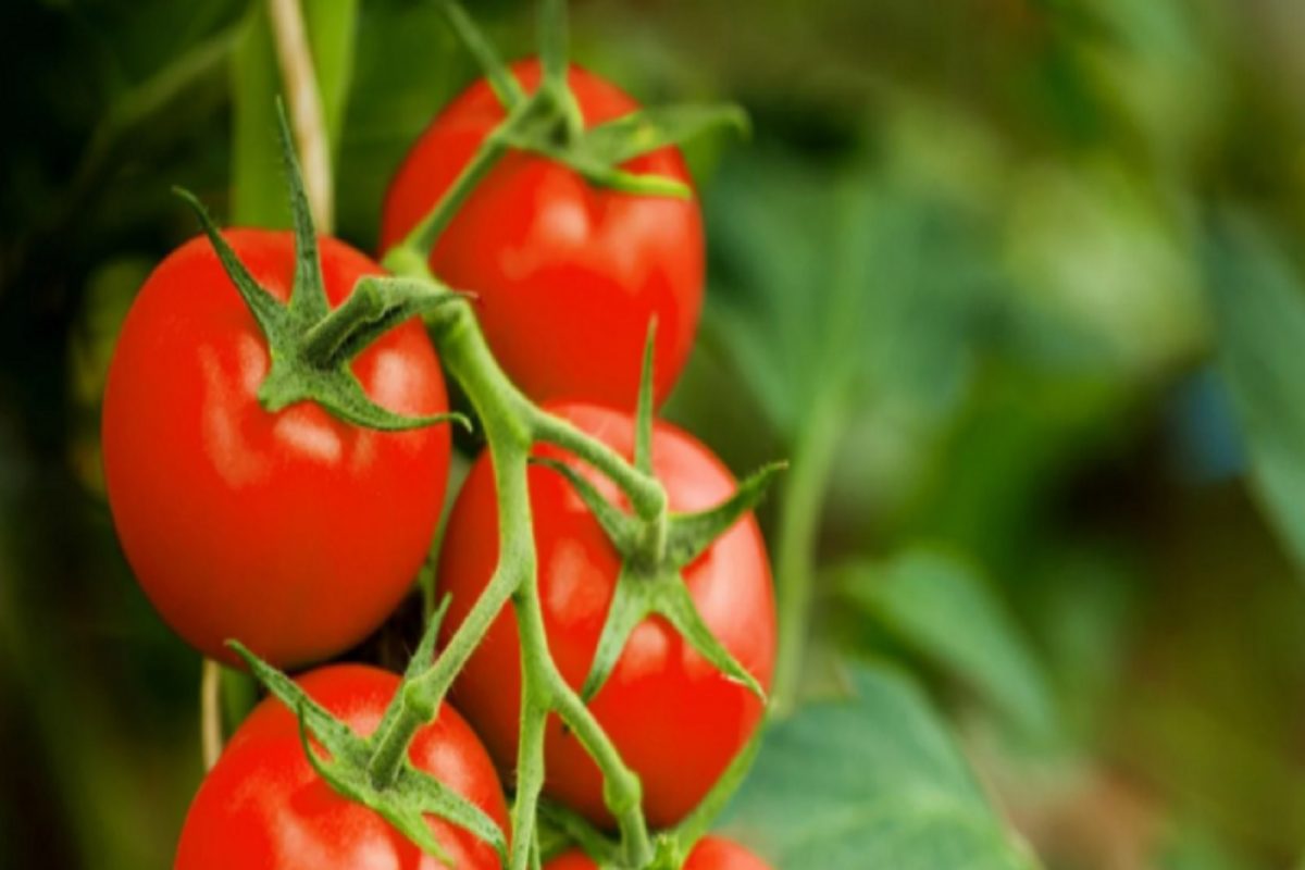 1. टोमॅटो फायदेशीर
उन्हाळ्यापासून आरोग्याची काळजी घेण्यासाठी टोमॅटो नियमित खायला हवा. यामध्ये भरपूर प्रमाणात अँटी-ऑक्सिडंट्स आणि व्हिटॅमिन सी असते. यामुळे निरोगी राहण्यास मदत होते.