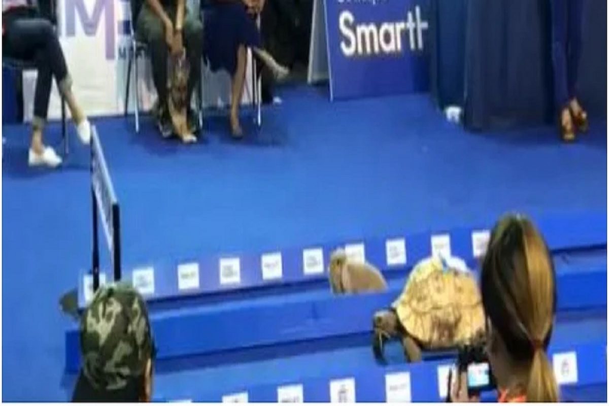 गोष्टीतल्या 'ससा-कासवाची शर्यत' प्रत्यक्षात; या स्पर्धेत कोण जिंकलं तुम्हीच पाहा VIDEO