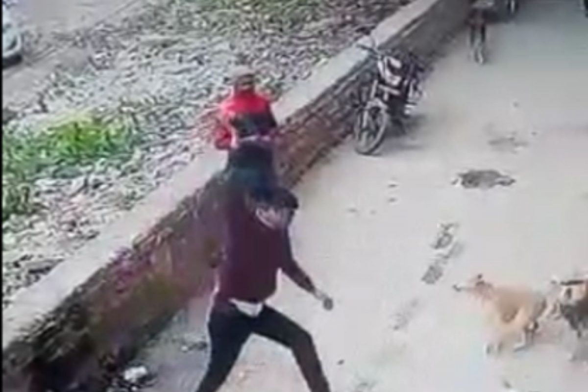 Shocking Video : मादी कुत्र्यासोबत खेळायला यायचा भटका कुत्रा; तरुणाने काठीने मारून जीवच घेतला