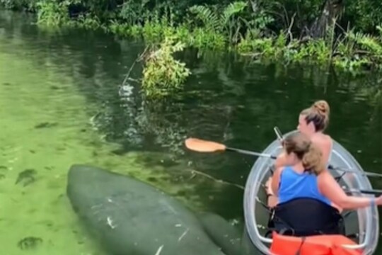 खाली फिरतोय महाकाय मासा आणि वर पर्यटकाचं बोटींग; VIDEO पाहून भीतीच वाटेल!