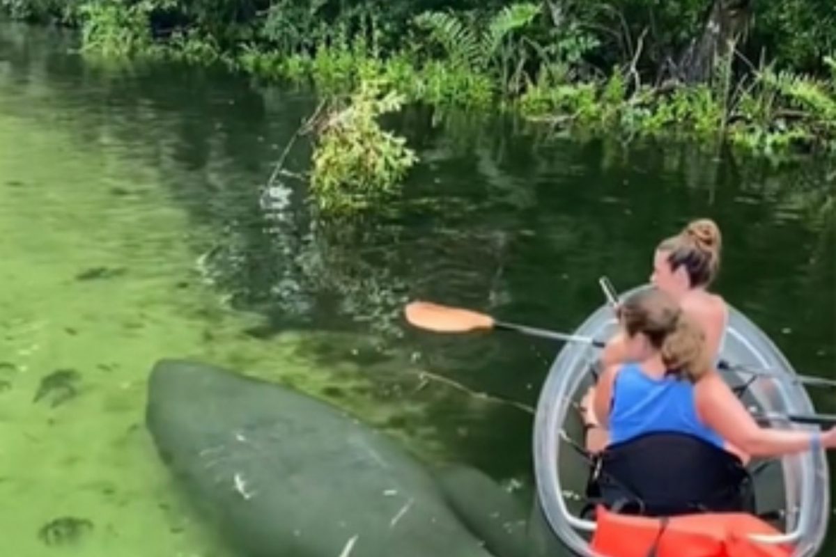 खाली फिरतोय महाकाय मासा आणि वर पर्यटकाचं बोटींग; VIDEO पाहून भीतीच वाटेल!