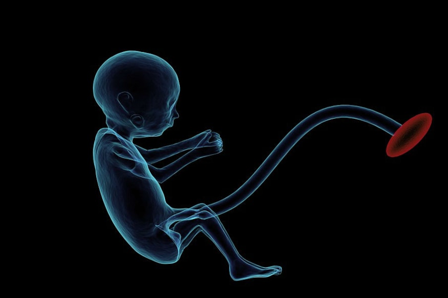 गर्भात बाळाची सुरुवात कशी होते याचा तुम्ही कधी विचार केला आहे का? ते कसे विकसित होते? शुक्राणू आणि अंडी कुठून येतात? ते एकमेकांना कसे शोधतात? मग ते दोघे मिळून नवीन जीवन कसे निर्माण करतात? हे सर्व जाणून घेण्यासाठी आपण प्रथम स्त्री आणि पुरुषांच्या प्रजनन अवयवांची माहिती घेतली पाहिजे. (सर्व फोटो - सांकेतिक)