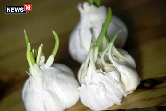 Sprouted garlic: लसणाला कोंब आले म्हणून लगेच फेकू नका; आरोग्यासाठी त्याचे आहेत दुप्पट फायदे