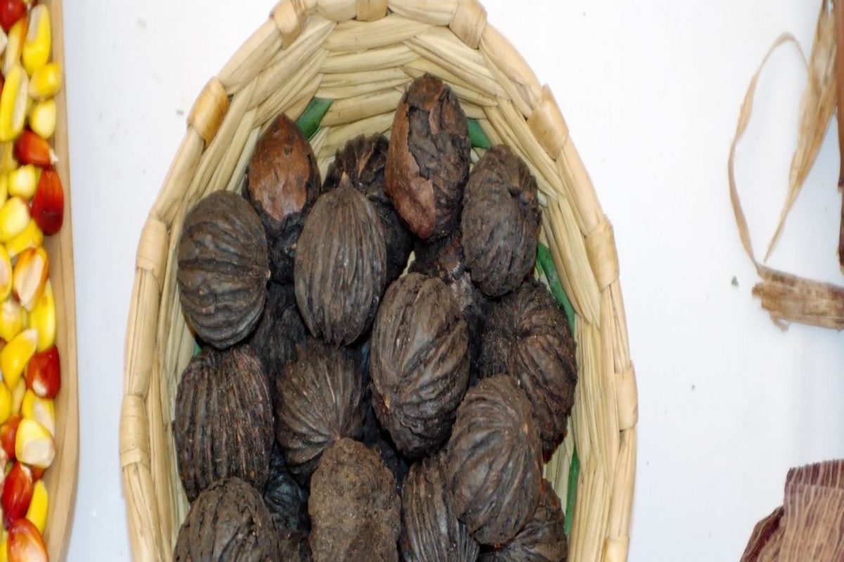 Black Walnuts: काळे अक्रोड म्हणजे पोषक घटकांचा खजिना; अनेक आजार रोखण्यास आहे फायदेशीर