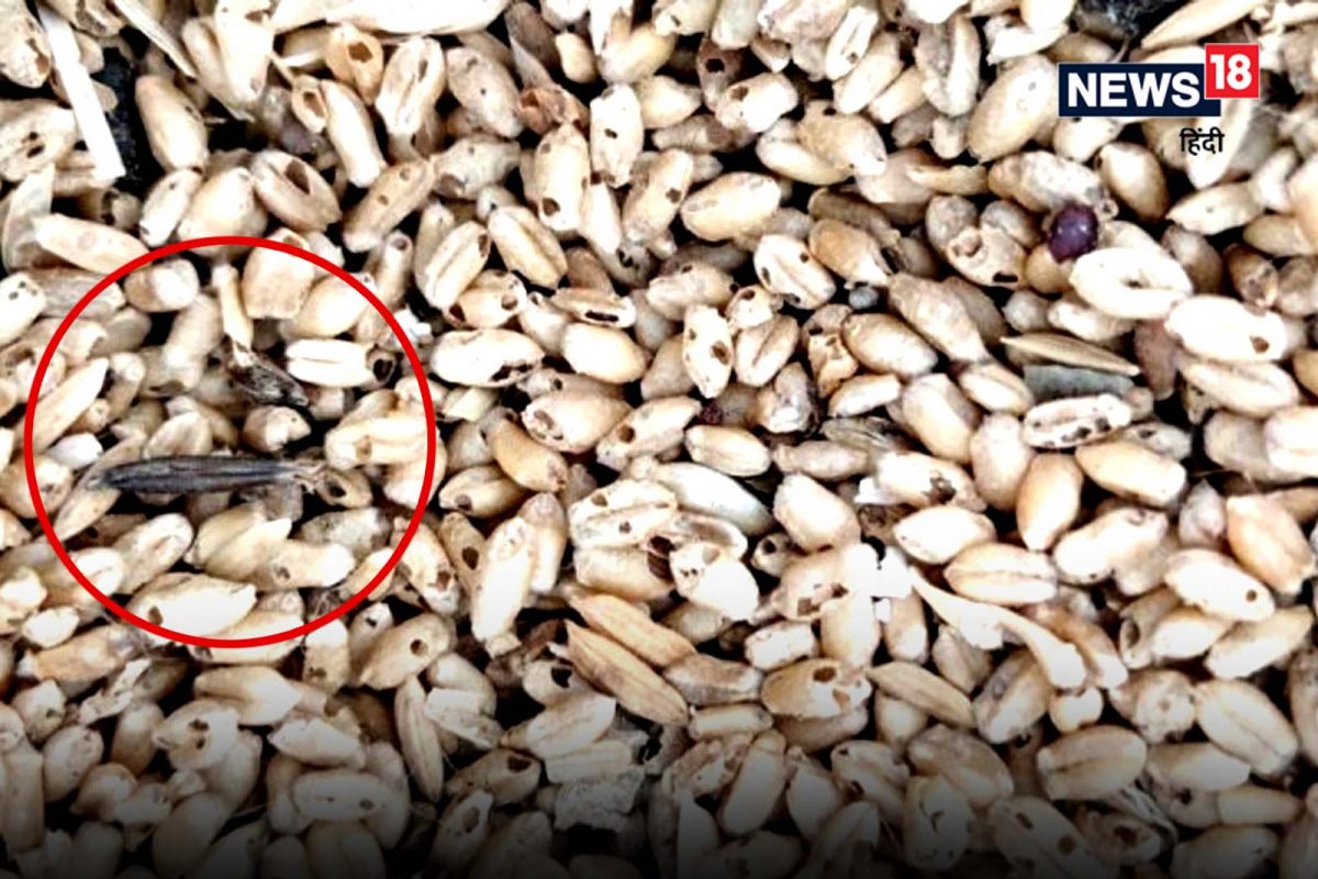 Grains Store Tips: घरात साठवलेल्या धान्यांमध्ये किडे लागतात का? हे सोपे उपाय करून वर्षभर टिकवा