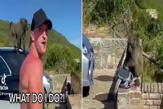 YouTuber चा माकडांकडून पाठलाग, डोळ्यांदेखत लुटली खास वस्तू; VIDEO झाला VIRAL