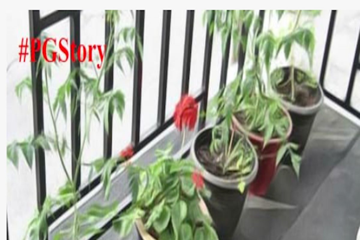 #PGStory: मी त्याच्या अख्ख्या खानदानापुढं ओरडलो, कुंडीत लघवी करणं बंद करा !