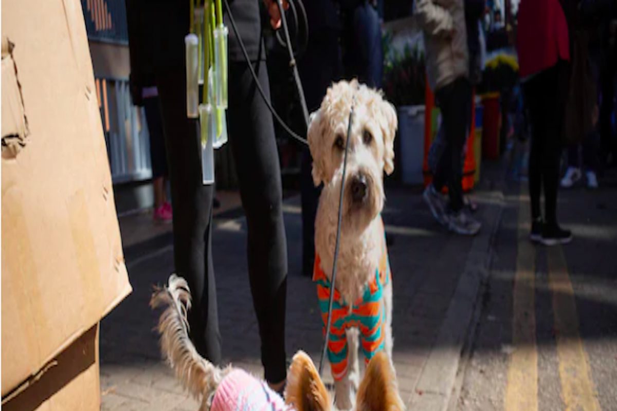 Anything for Pets : मांजरांसाठी बुक केलं Private Jet, खर्च केले लाखो रुपये