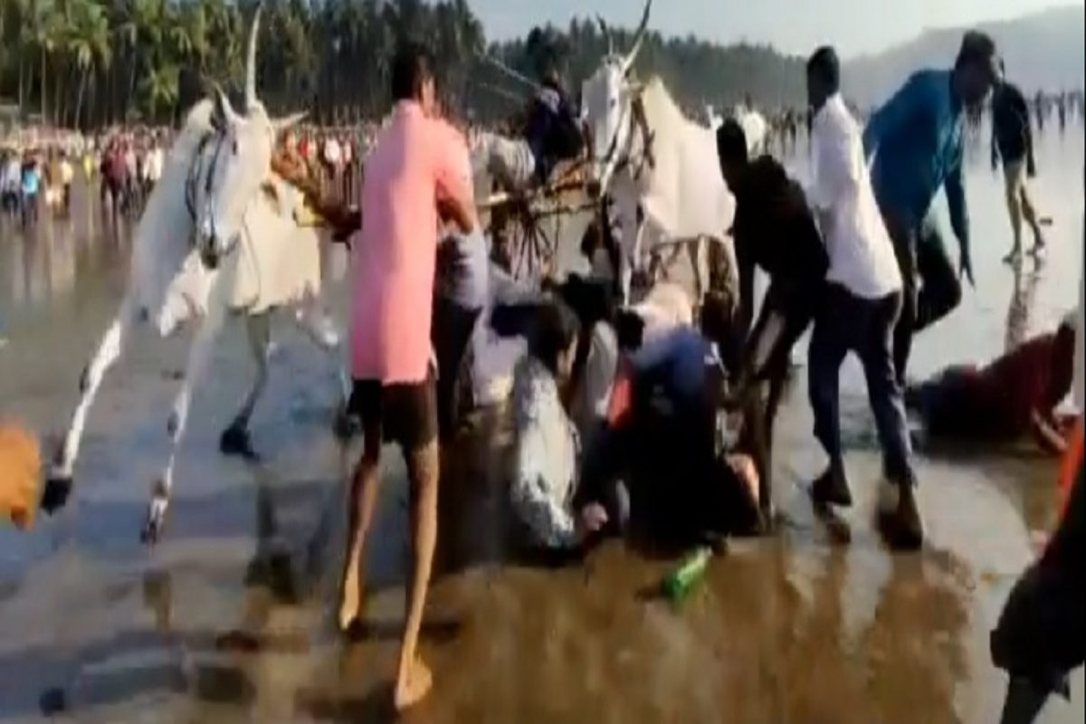 रायगडमध्ये बैलगाडा शर्यतीत मोठी दुर्घटना; बैलजोडी थेड प्रेक्षकांच्या अंगावर, LIVE VIDEO