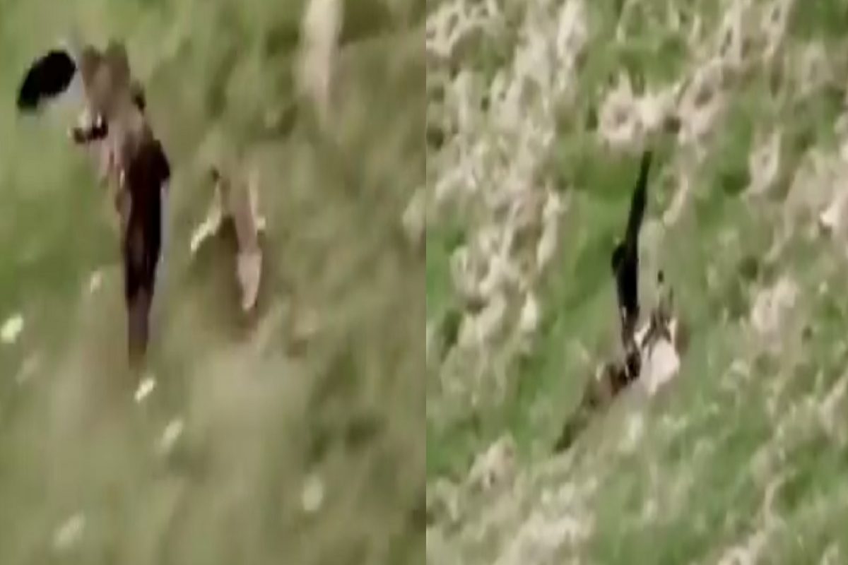OMG! आकाशात उडता उडता पक्ष्याने केली कोल्ह्याची शिकार; VIDEO पाहून थक्क व्हाल