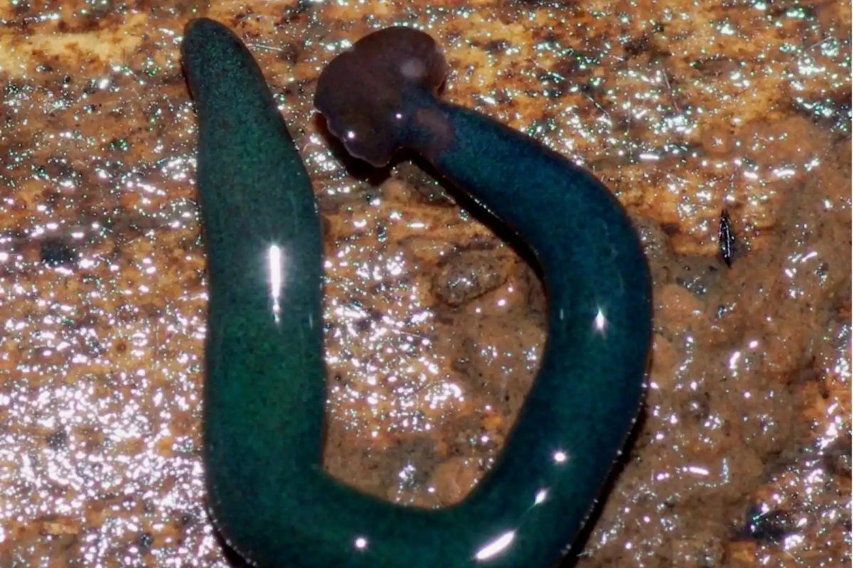 सावधान! 'हा' कीडा ठरणार जगाच्या विनाशाचं कारण? शास्त्रज्ञांचा गंभीर इशारा