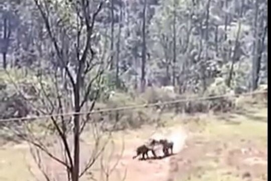 जेव्हा आपसात भिडले दोन हत्ती; रेसलिंगचा कधीही पाहिला नसेल असा VIDEO