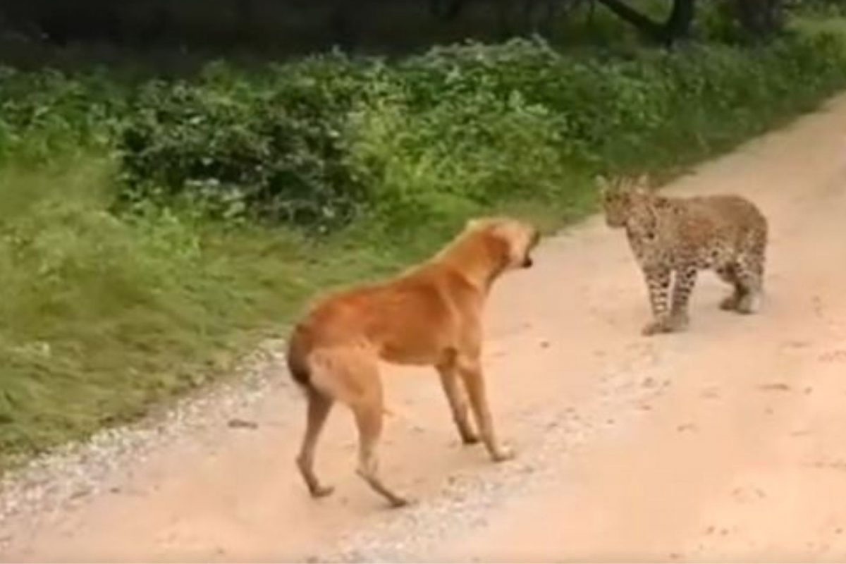 ...अन् चक्क कुत्र्यासमोर बिबट्यानेही घेतली माघार; VIDEO पाहून व्हाल अवाक