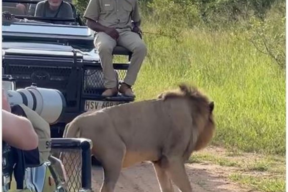 अचानक पर्यटकांच्या गाडीच्या जवळ आला सिंह अन्....; धडकी भरवणारा VIDEO