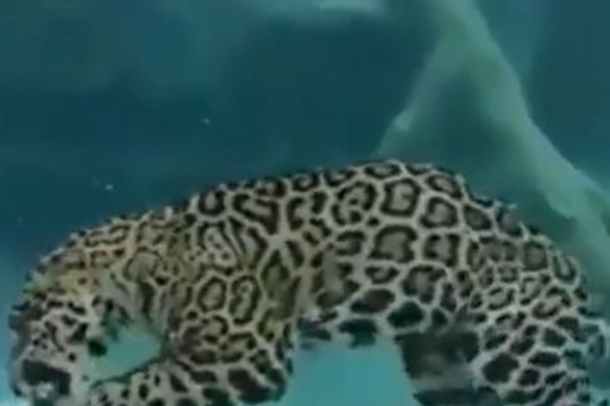 शिकार करण्यासाठी बिबट्याने घेतली पाण्यात उडी अन्..; 15 सेकंदाच्या VIDEO चा इंटरनेटवर धुमाकूळ