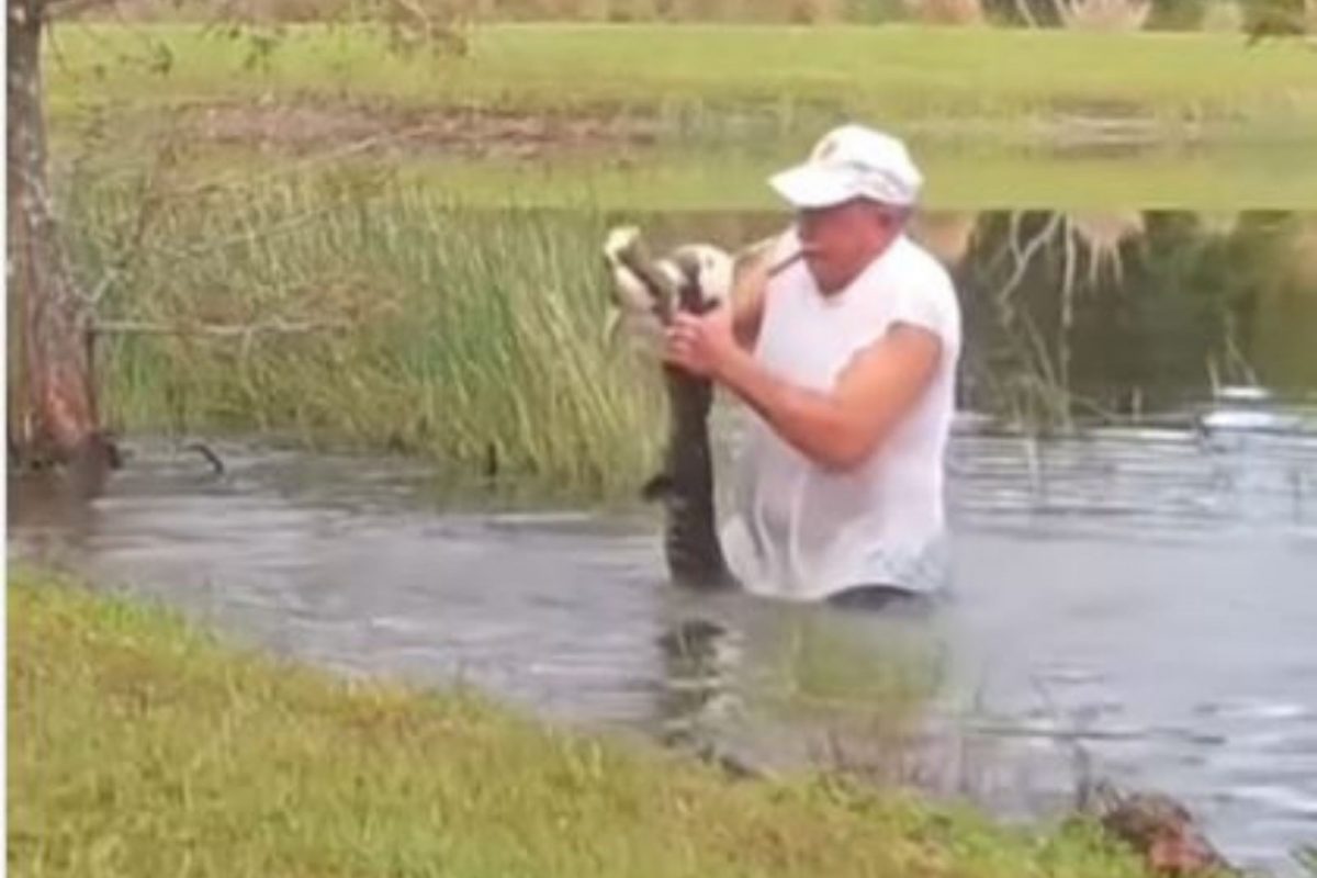 मगरीने श्वानाला पाण्यात ओढताच जीवाची पर्वा न करता मालकाने घेतली तलावात उडी अन्..., थरकाप उडवणारा VIDEO