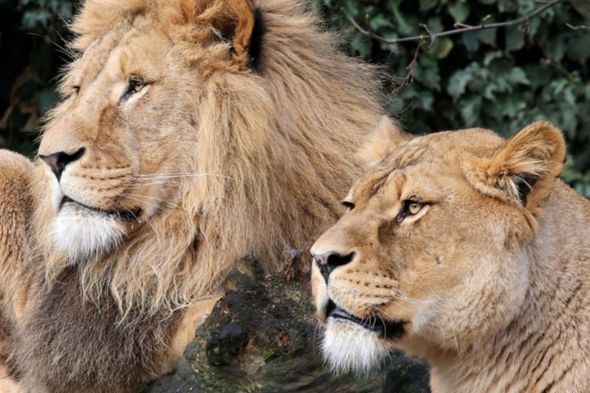 रक्षकावर हल्ला करून घेतला जीव; मग जोडीदारासोबत प्राणिसंग्रहालयातून फरार झाली सिंहीण अन्..