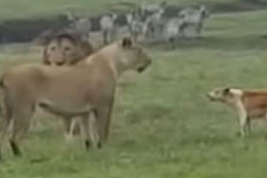 कुत्र्याची हिंमत पाहून सिंह-सिंहिणीलाही फुटला घाम; हा Viral Video देऊन जातोय मोठा धडा