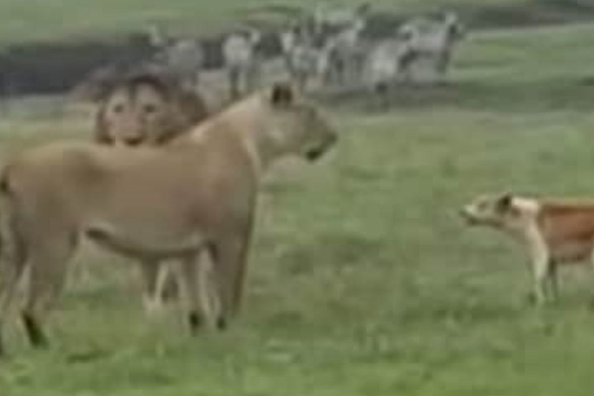 कुत्र्याची हिंमत पाहून सिंह-सिंहिणीलाही फुटला घाम; हा Viral Video देऊन जातोय मोठा धडा