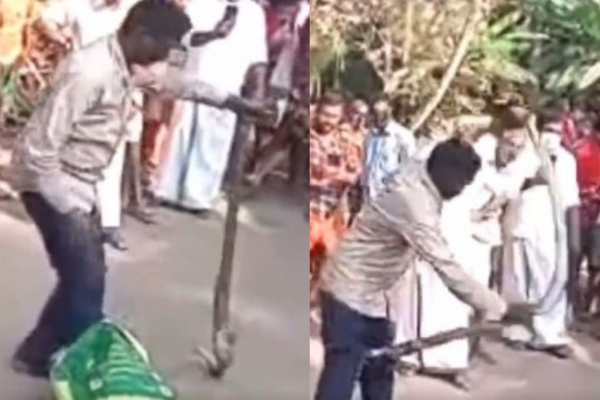 कोब्राला पकडायला गेला सर्पमित्र; सापाने हल्ला करताच दिलं सोडून अन्..., धडकी भरवणारा VIDEO