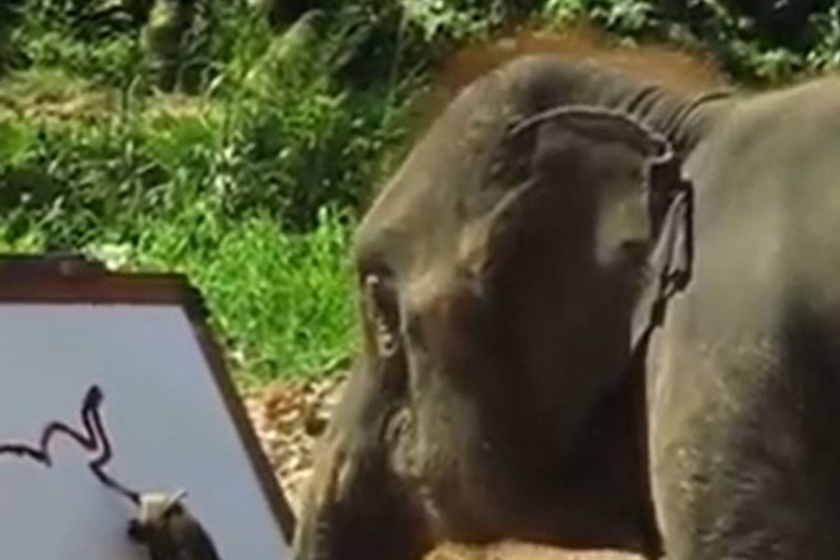 OMG! चक्क हत्तीने रेखाटलं अतिशय सुरेख चित्र; VIDEO पाहून थक्क व्हाल