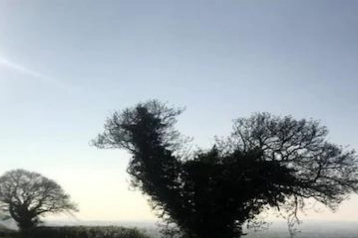 अचानक गावाबाहेर उगवलं 'कोंबड्याचं झाड'; आता रातोरात उद्धवस्त होताच गावकऱ्यांचा हिरमोड