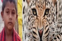 सांगतीलील थरारक घटना! 5 वर्षीय गणेशला जबड्यात पकडून बिबट्या पळू लागला आणि... सांगतीलील थरारक घटना! 5 वर्षीय गणेशला जबड्यात पकडून बिबट्या पळू लागला आणि...