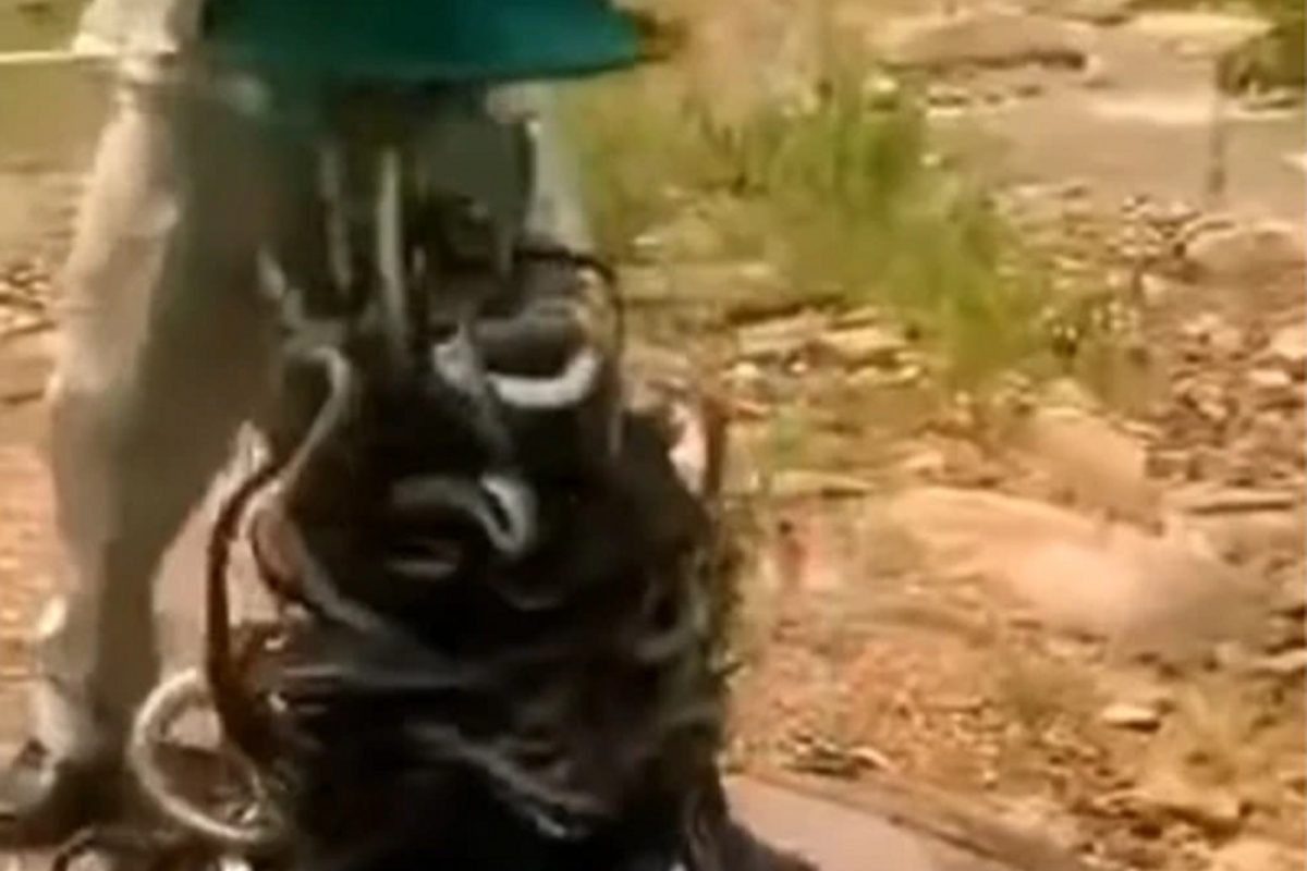 VIDEO - व्यक्तीने बॅग उलटी करताच बाहेर पडले शेकडो साप; पुढे जे घडलं ते पाहून फुटेल घाम