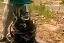 व्यक्तीने बॅग उलटी करताच बाहेर पडले शेकडो साप; VIDEO पाहून फुटेल घाम व्यक्तीने बॅग उलटी करताच बाहेर पडले शेकडो साप; VIDEO पाहून फुटेल घाम