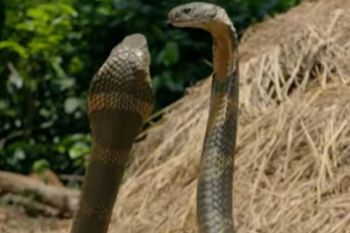 जेव्हा आपसात भिडले 2 King Cobra; अंगावर काटा आणणारा VIDEO, रंजक आहे लढाईचं कारण