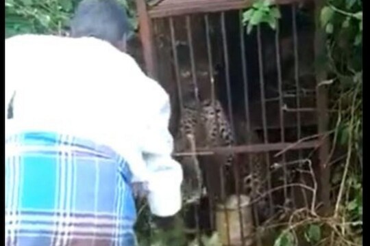 बिबट्याला काठीने डिवचत होता व्यक्ती; भडकलेल्या प्राण्यानं घडवली अद्दल, VIDEO VIRAL